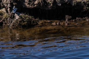 Pied Kingfisher, Chobe, Botswana