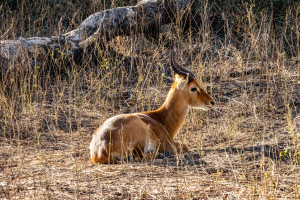 Impala, Mosi o Tunya, Zambia