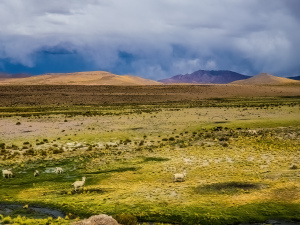 Altiplano, Bolivia