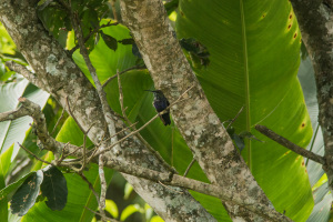 Refugio de colibris, Samaipata, Bolivia