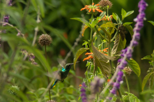 Refugio de colibris, Samaipata, Bolivia