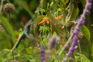 Refugio de colibris, Samaipata, Bolivia