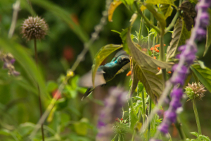 Refugio de colibris, Samaipata, Bolivia