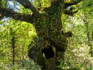 National parc Peneda-Gerês, Portugal