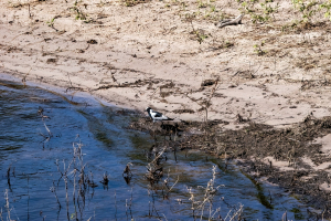 African Pied Wagtail, Chobe, Botswana