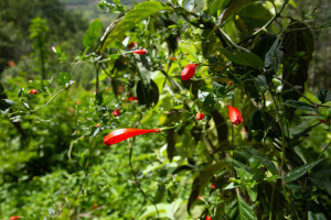 flowers
