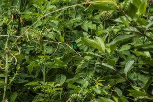 Refugio de colibris, Samaipata, Bolivia