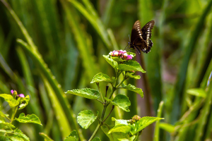 Refugio de colibris, Samaipata, Bolivia