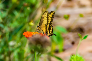 Refugio de colibris, Samaipata, Bolivia