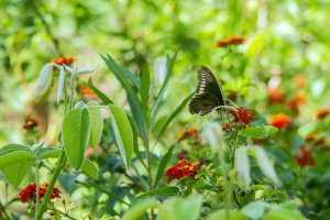 Refugio de colibris, Samaipata, Bolivia