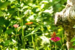 DSC00502-gigapixel-high-compression-2x