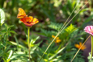 Refugio de colibris, Samaipata, Bolivia