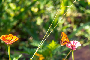Refugio de colibris, Samaipata, Bolivia