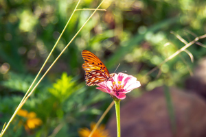 Refugio de colibris, Samaipata, Bolivia