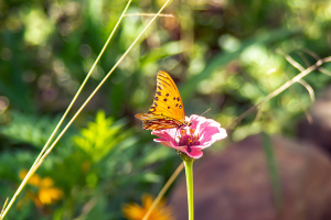 Refugio de colibris, Samaipata, Bolivia
