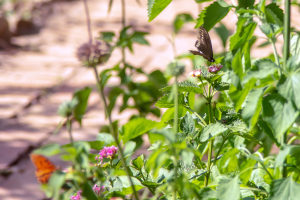Refugio de colibris, Samaipata, Bolivia