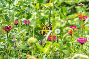 Refugio de colibris, Samaipata, Bolivia