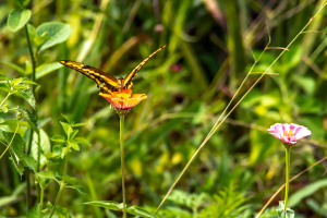 Refugio de colibris, Samaipata, Bolivia