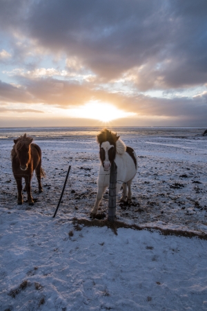 Icelandic horses