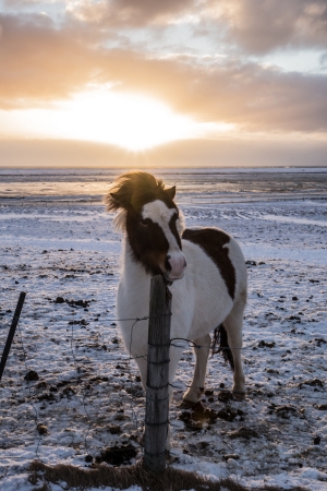 Icelandic horse