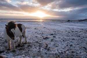 Icelandic horse