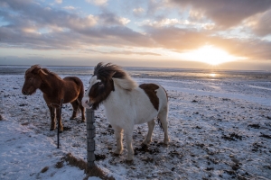 Icelandic horses