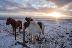 Icelandic horses