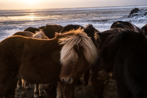 Icelandic horses