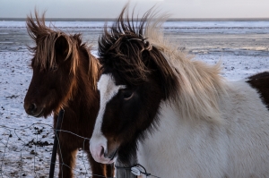 Icelandic horses