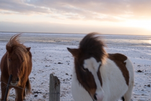 Icelandic horses