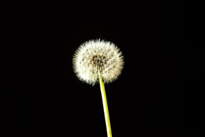 Dandelion
