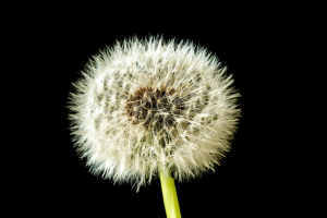 Dandelion