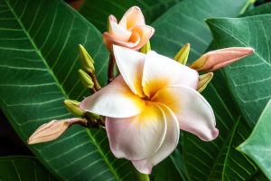 Frangipani