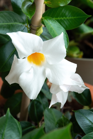 Frangipani