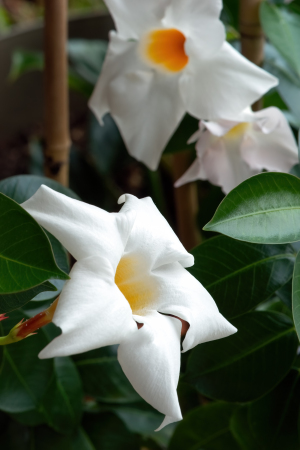 Frangipani
