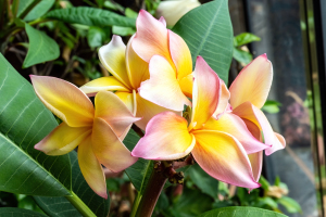 Frangipani