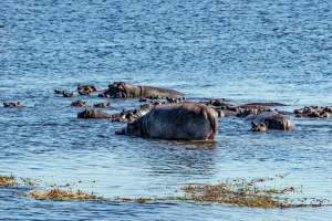 Hippo, Chobe, Botswana