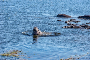 Hippo, Chobe, Botswana