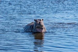 Hippo, Chobe, Botswana