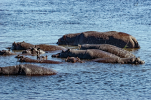Hippo, Chobe, Botswana