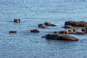 Hippo, Chobe, Botswana