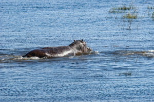Hippo, Chobe, Botswana