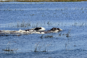 Hippo, Chobe, Botswana