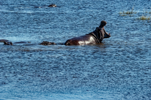 Hippo, Chobe, Botswana