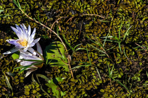Water lily, Chobe, Botswana
