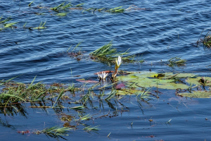 Water lily, Chobe, Botswana
