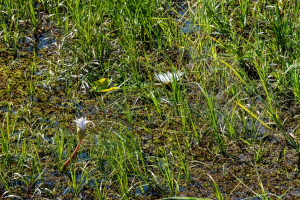 Water lily, Chobe, Botswana