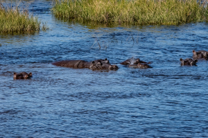 Hippo, Chobe, Botswana