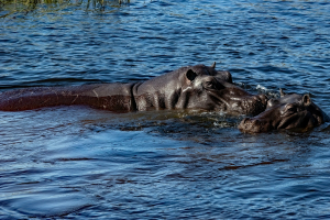 Hippo, Chobe, Botswana
