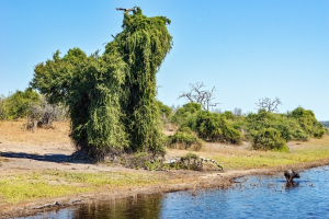 African Buffalo, Chobe, Botswana